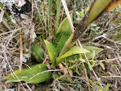 Gomphichis
