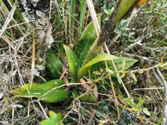 Gomphichis