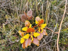 Cyrtochilum tetracopis