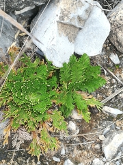 Selaginella ribae