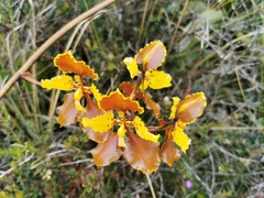 Cyrtochilum tetracopis
