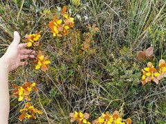 Cyrtochilum tetracopis