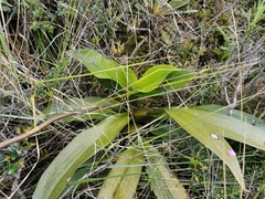 Cyrtochilum tetracopis