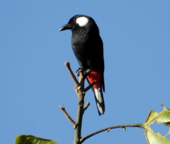Peltops blainvillii