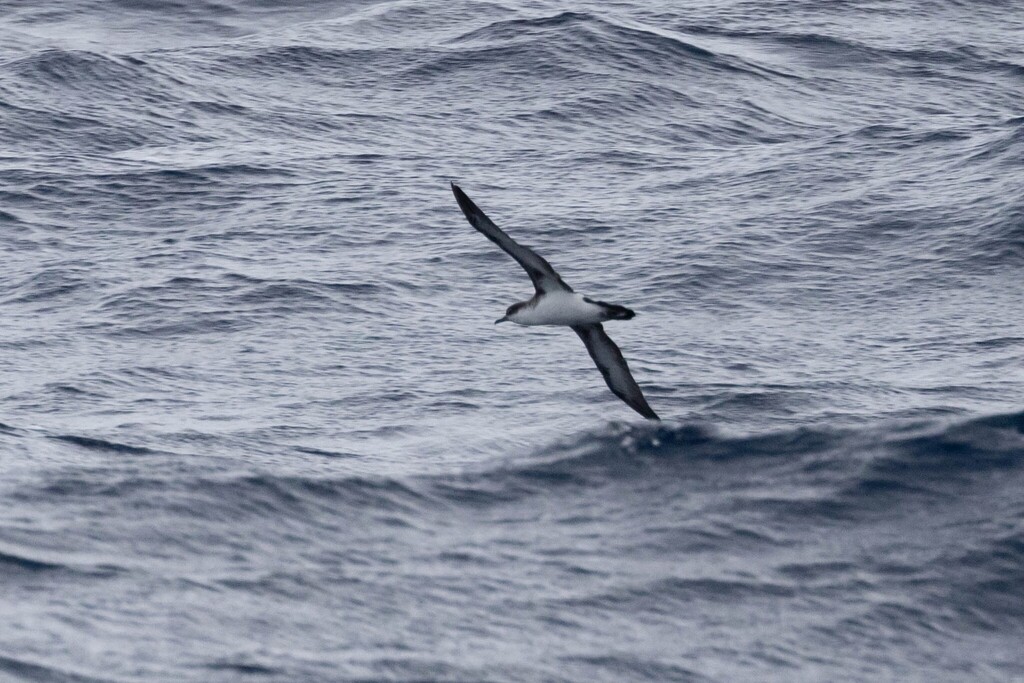 Sargasso shearwater gliding over a grey sea, dark above and pale below