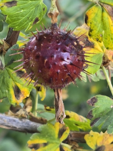 orange gooseberry (Ribes pinetorum)