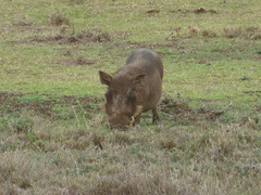 Phacochoerus africanus