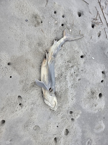 Finetooth Shark (Carcharhinus isodon), a species recorded in Georgia