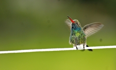 Cynanthus latirostris