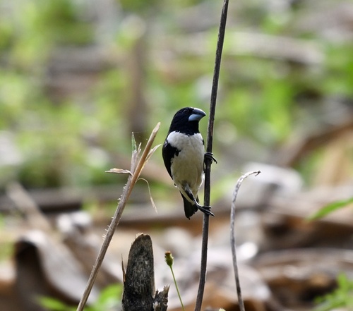 Magpie Mannikin (Spermestes fringilloides), photo 5