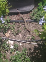 Pholidoscelis erythrocephalus