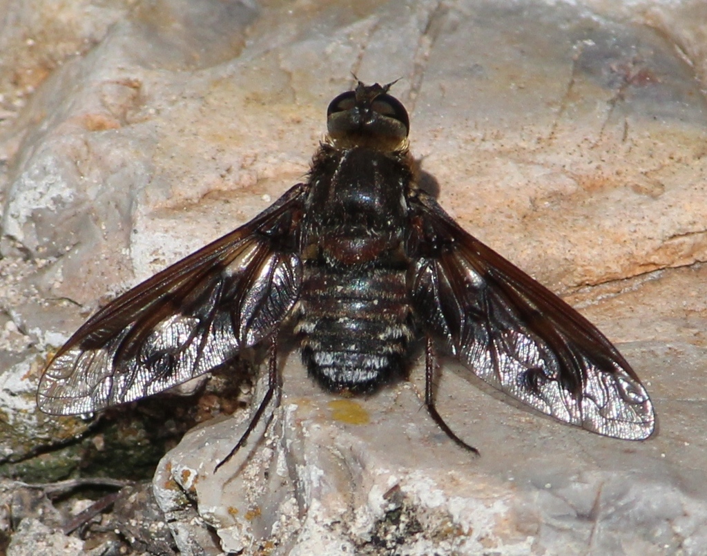 Exoprosopa aztec