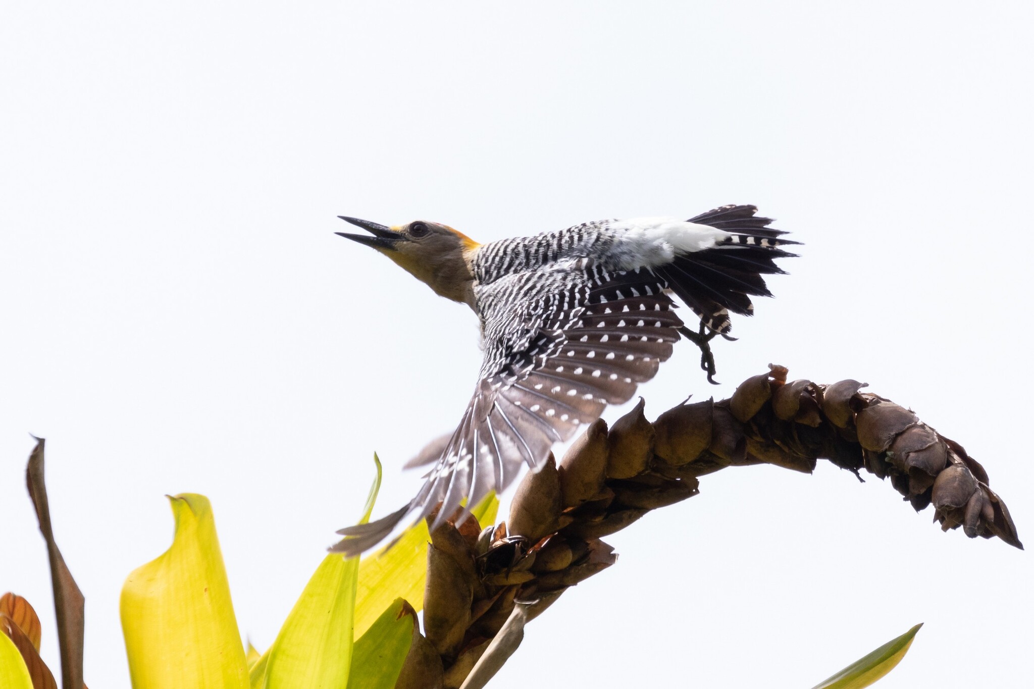 Hoffmann's Woodpecker (Melanerpes hoffmannii)