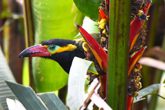 Golden-Collared Toucanet photo 3