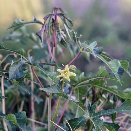Arizona manihot (Manihot davisiae)