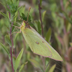 Colias philodice eriphyle