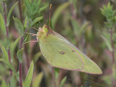 Colias philodice eriphyle
