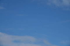 Hirundapus caudacutus