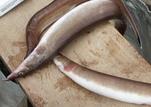 Cunnington's spiny eel (Mastacembelus cunningtoni) — Mastacembelidae — 2
