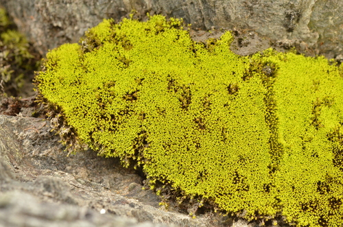Anoectangium aestivum observed 2025-08-06