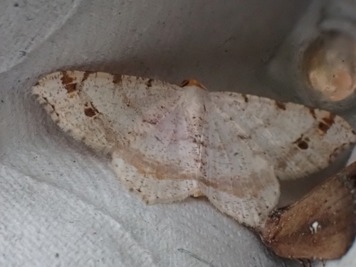 Red-headed Inchworm Moth photo 5