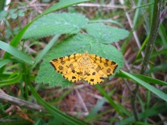 Pseudopanthera macularia
