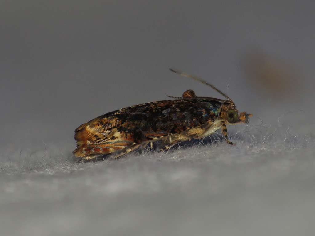 Helictophanes