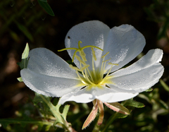 Oenothera cespitosa