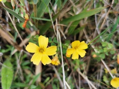 Oxalis medicaginea