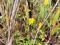 Oxalis medicaginea