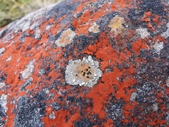 Lecideales