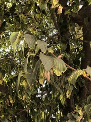 Celtis australis