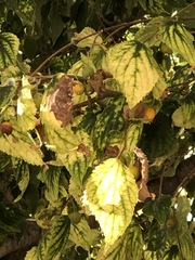 Celtis australis