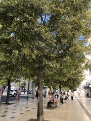 Celtis australis