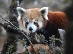 Red Panda photo 3