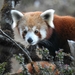Himalayan Red Panda - Photo (c) Sahana M, some rights reserved (CC BY-NC), uploaded by Sahana M