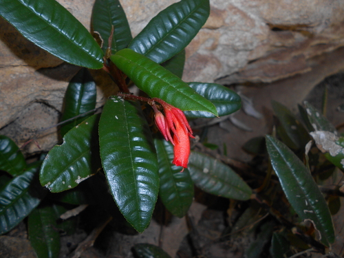 Gesneria salicifolia