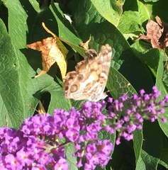 Vanessa virginiensis