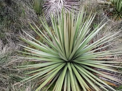 Puya goudotiana