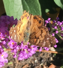 Vanessa virginiensis