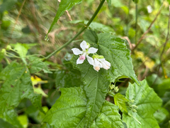 Ripariosida hermaphrodita, photograph Kevin Speray, CC BY, iNaturalist via GBIF