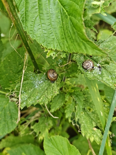 Arianta arbustorum