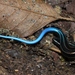 Vietnam Skink - Photo (c) Thomas Brown, some rights reserved (CC BY-NC), uploaded by Thomas Brown