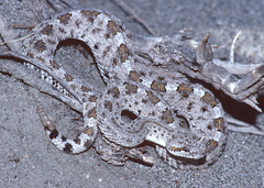Crotalus cerastes laterorepens