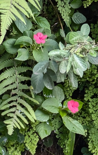 Impatiens walleriana observed 2025-08-07