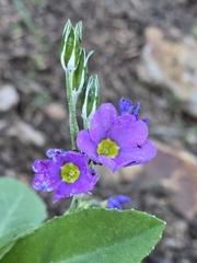 Primula rusbyi, photograph (c) Alan Rockefeller, some rights reserved (CC BY)