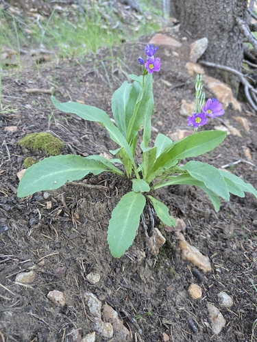 Primula rusbyi, photograph 4
