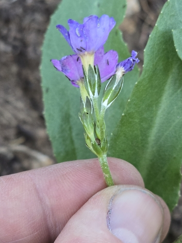 Primula rusbyi, photograph 5