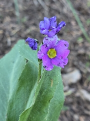 Primula rusbyi, photograph (c) Alan Rockefeller, some rights reserved (CC BY)