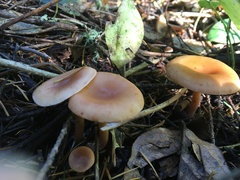 Paralepista gilva